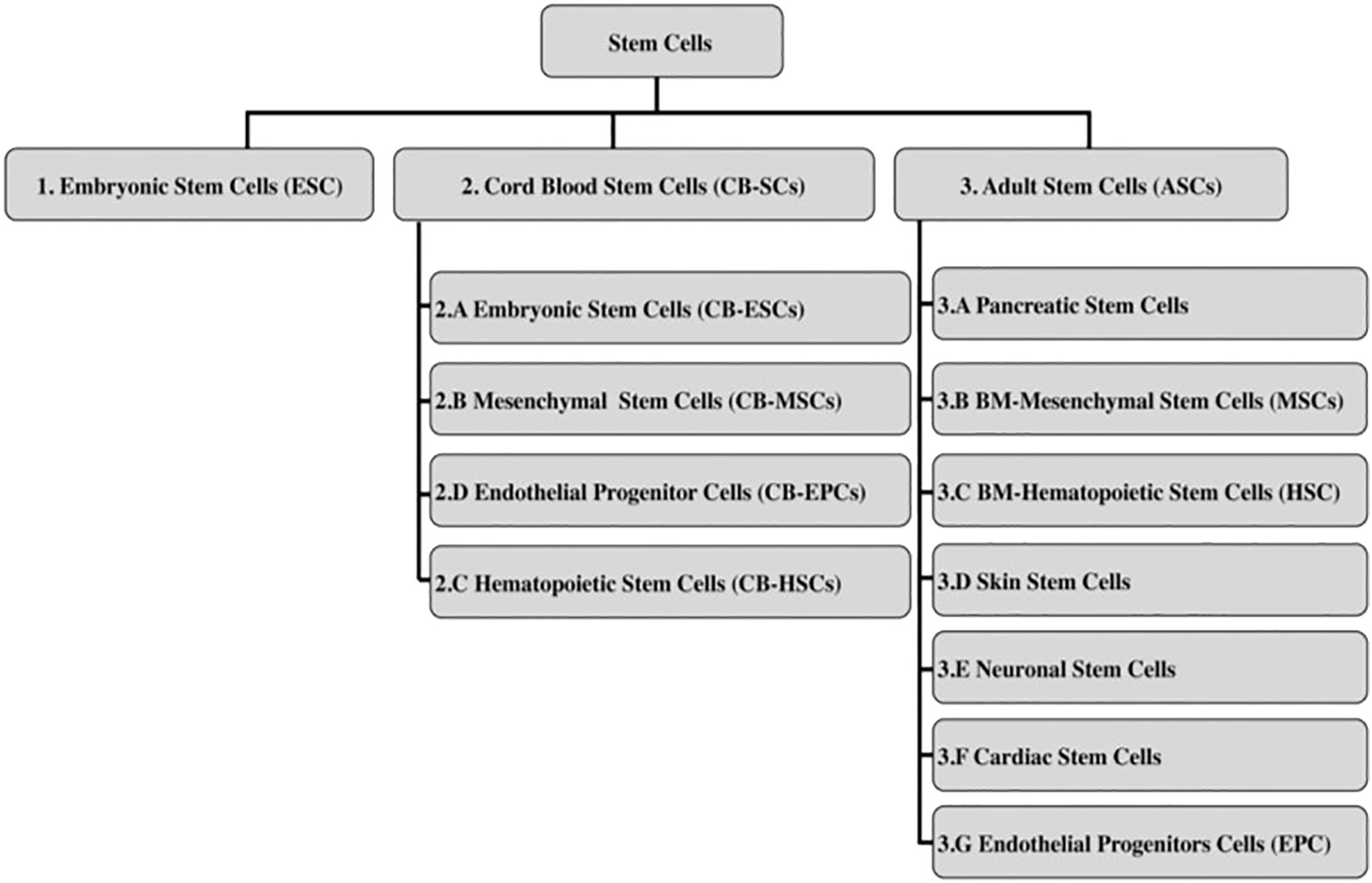 圖2：干細胞分類
