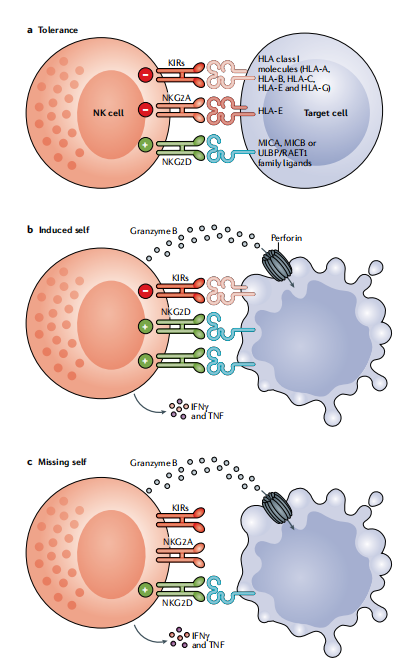 圖?8?NK細胞通過平衡信號對病毒性感染和轉化細胞作出反應。