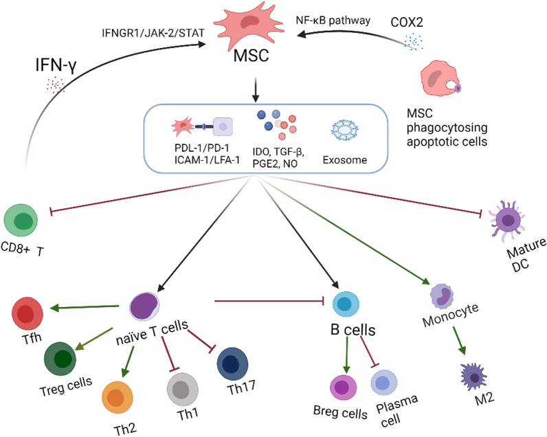 間充質干細胞的免疫抑制機制