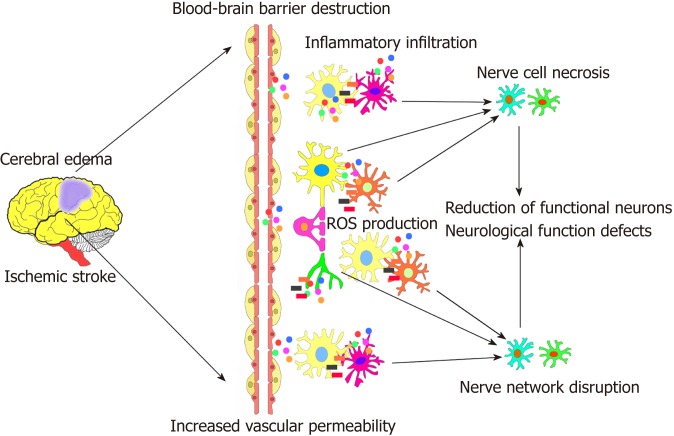 圖1：腦缺血性中風(fēng)的病理過(guò)程。