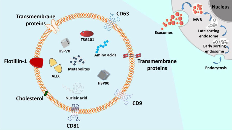 圖3：外泌體的分泌過程和基本結構