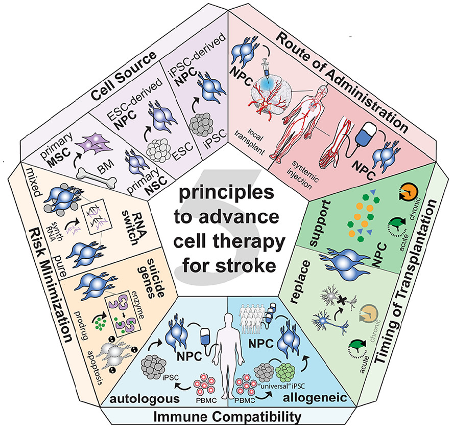 圖1：推進中風細胞治療的五項原則。