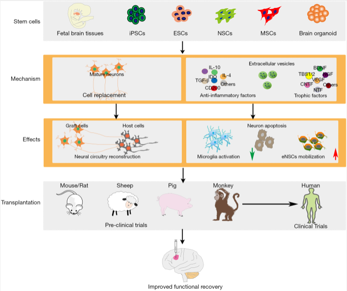圖1：干細胞類型及治療缺血性腦損傷的治療機制。