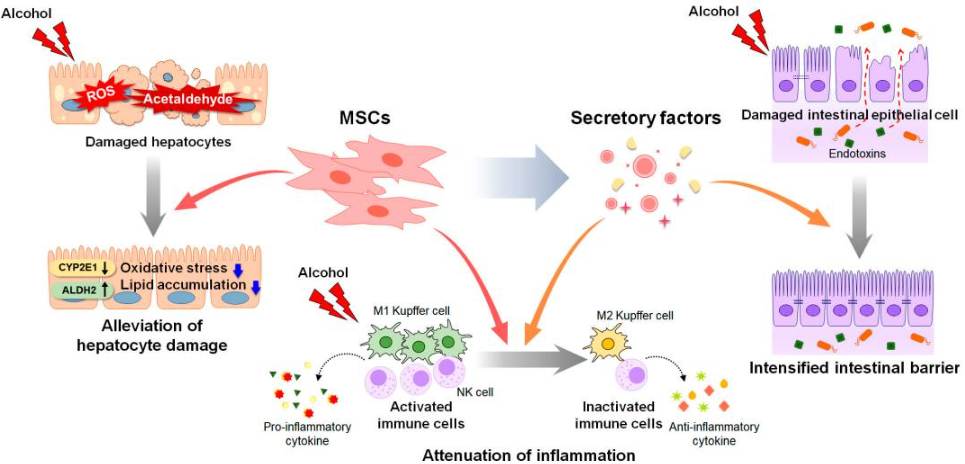 間充質干細胞和間充質干細胞衍生因子對酒精性肝病進展的影響（圖2）。