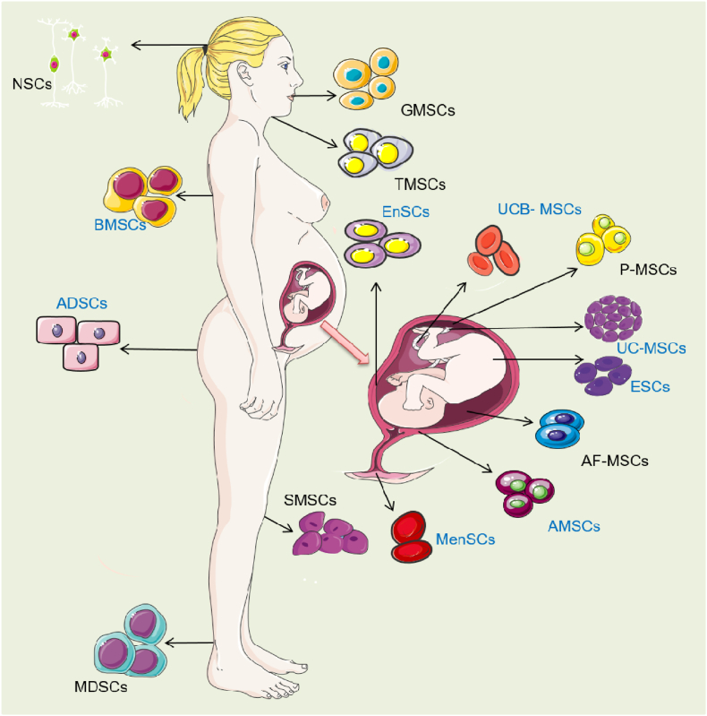 可治療子宮內膜損傷的干細胞類型