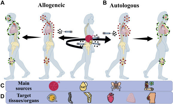 圖1：用藥用信號(hào)細(xì)胞 (MSC) 治療
