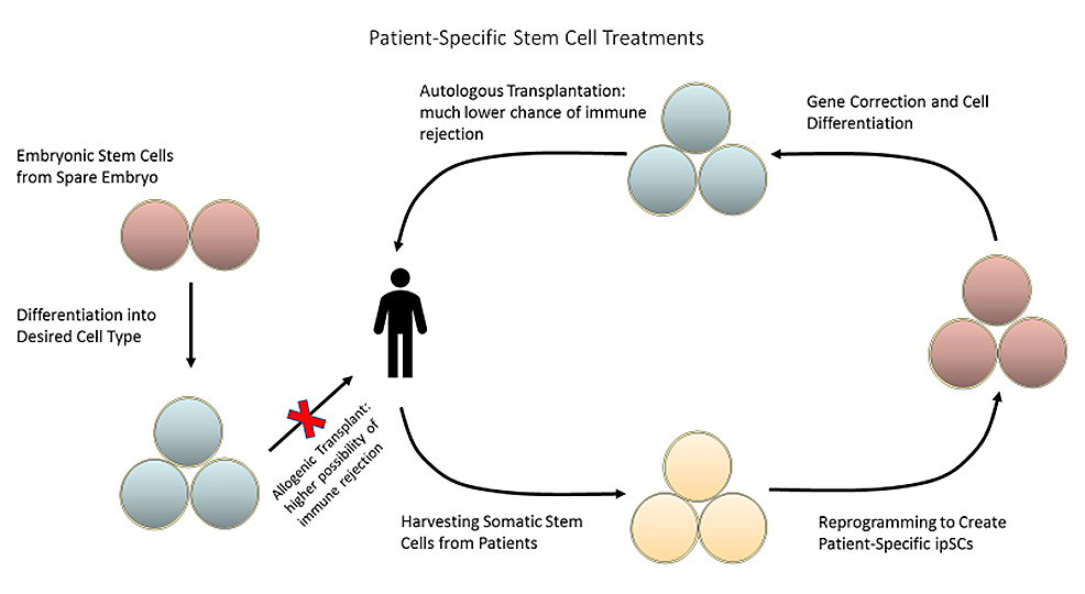 圖2：可以從患者體內采集成體干細胞并將其重新編程為誘導多能干細胞，以創建針對患者的療法，從而降低免疫排斥的風險