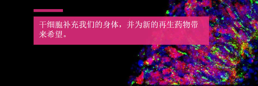 干細(xì)胞——區(qū)分炒作與現(xiàn)實