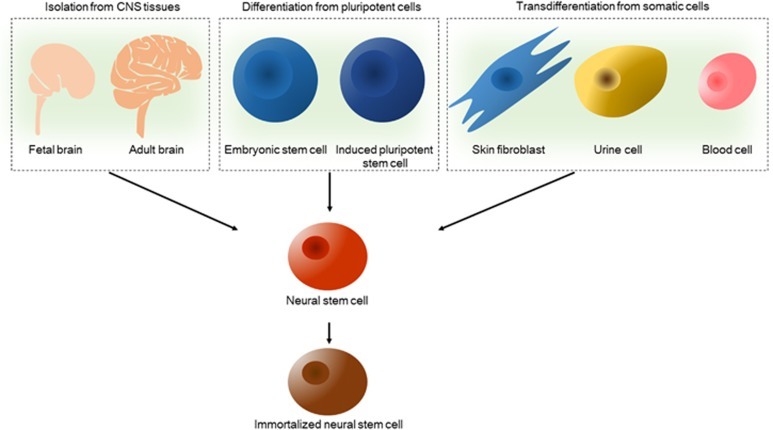 圖2：神經(jīng)干細(xì)胞的來源