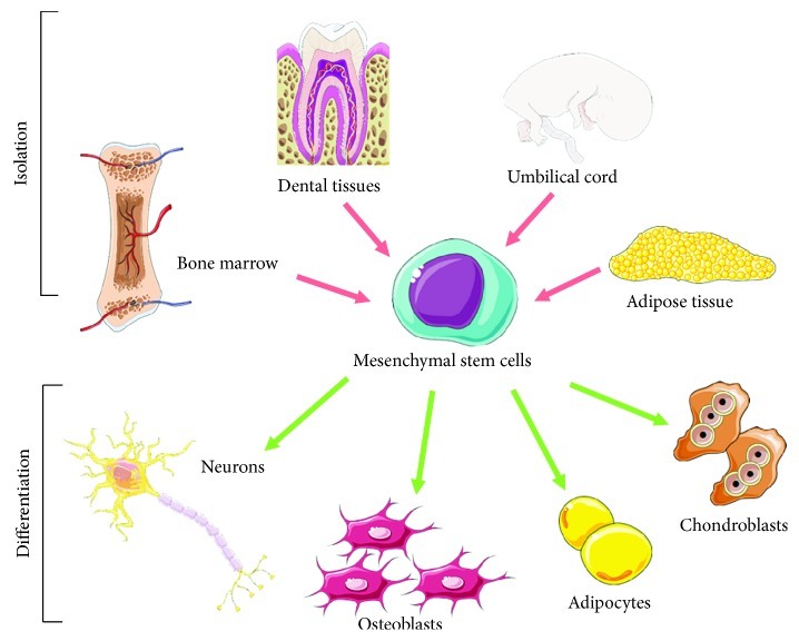 間充質干細胞 (MSC) 的分離和分化潛能