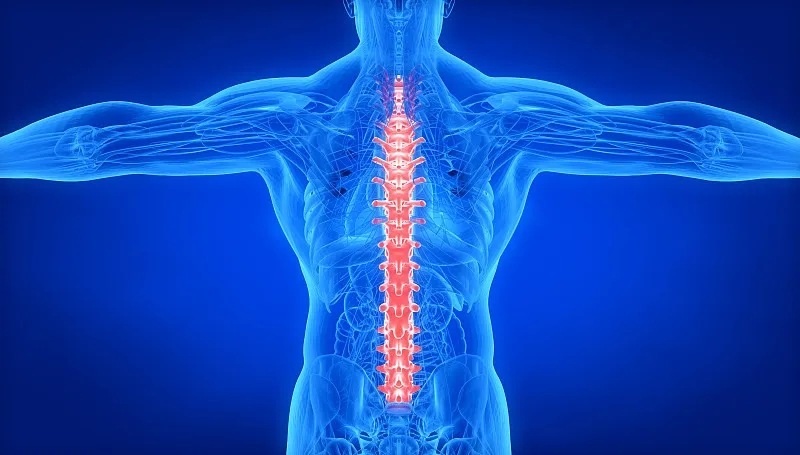 間充質(zhì)干細(xì)胞治療脊髓損傷：目前的進(jìn)展和未來(lái)的前景