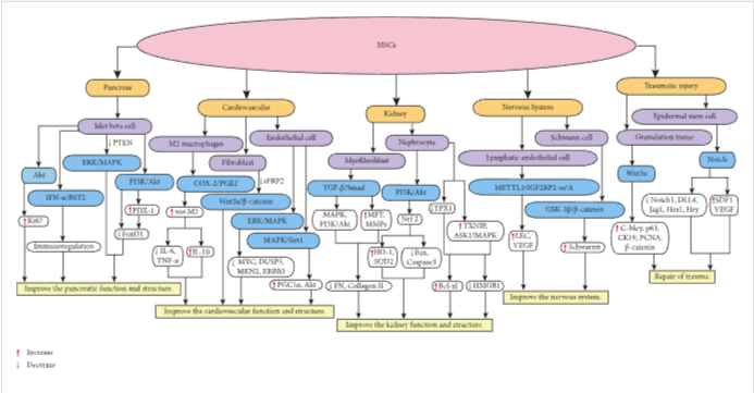 圖1：MSCs在個體靶組織或細胞中調節不同的信號通路，進而調節細胞因子的分泌水平，最終改善靶組織的功能和結構。