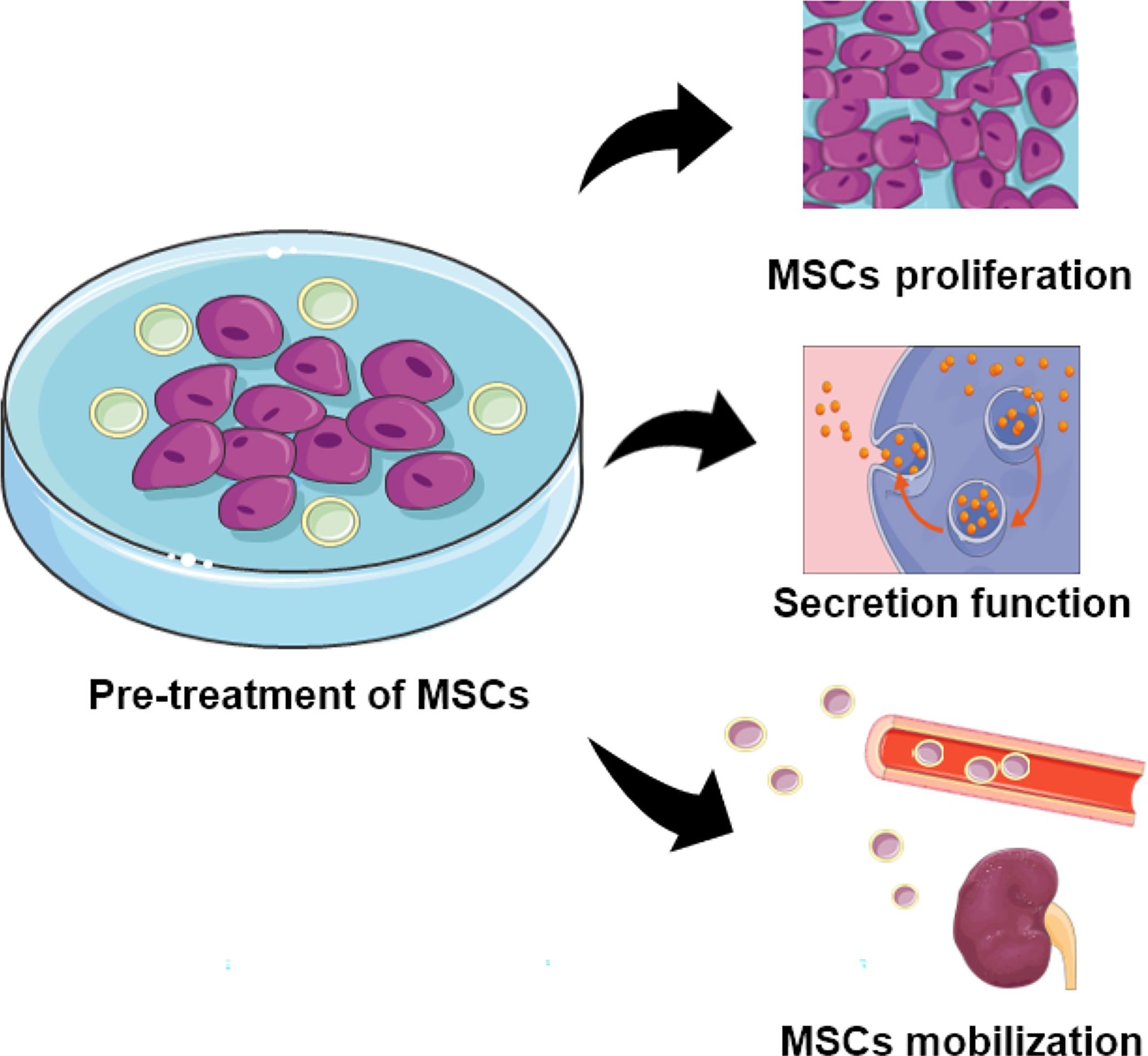 圖2：用特定物質預處理的MSCs的功能。預處理的MSC表現出增強的增殖、分泌和定位能力