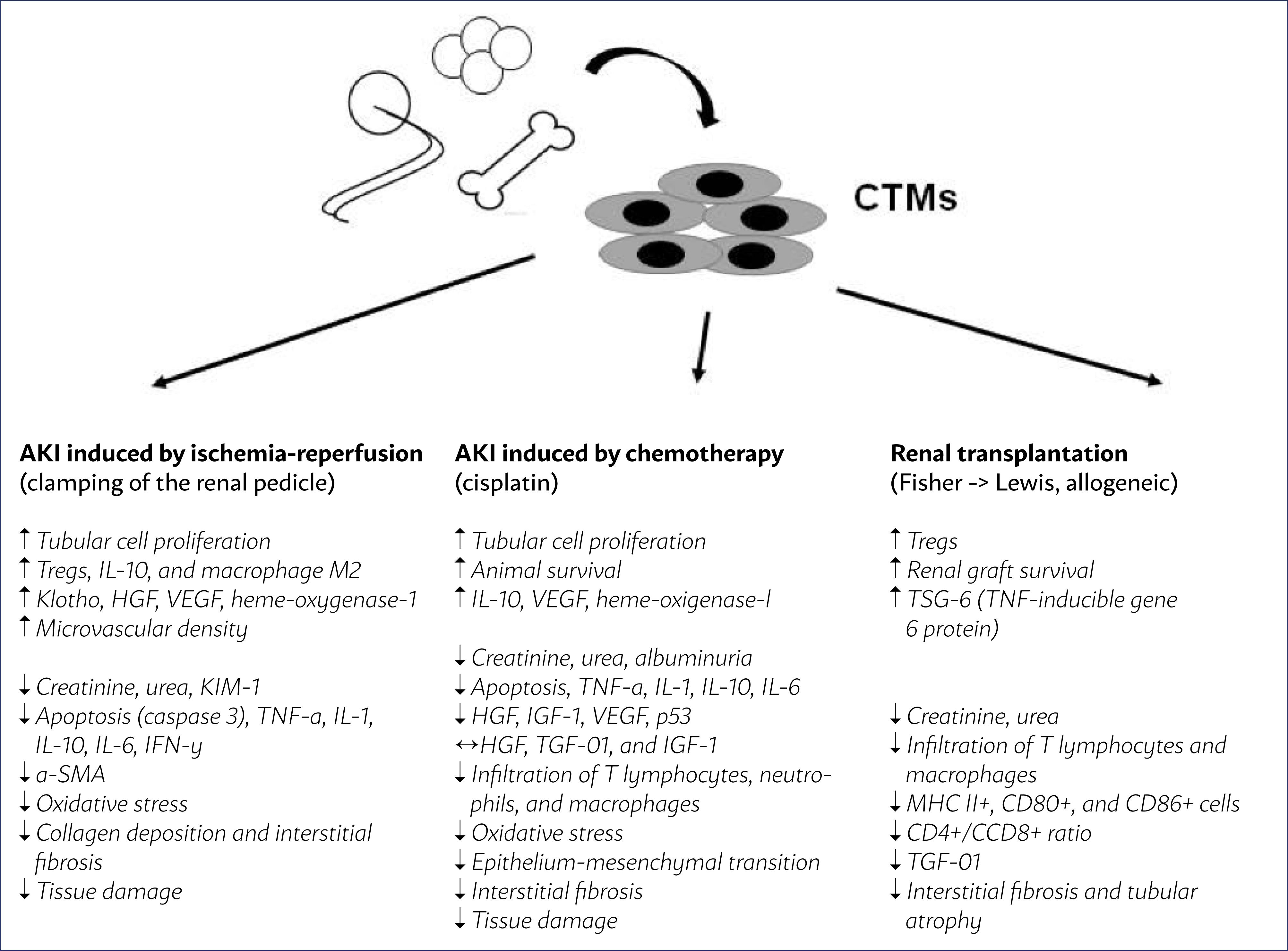 圖1：從骨髓、脂肪組織和臍帶中提取的間充質干細胞在幾種AKI模型中通過腎蒂鉗夾缺血再灌注、化療（順鉑）和腎移植的主要作用。