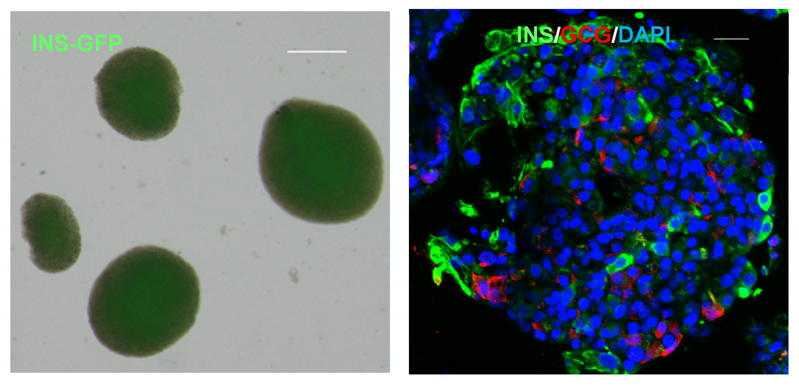 圖1顯示了人類多能干細胞 (hPSC) 衍生的胰島器官的圖像