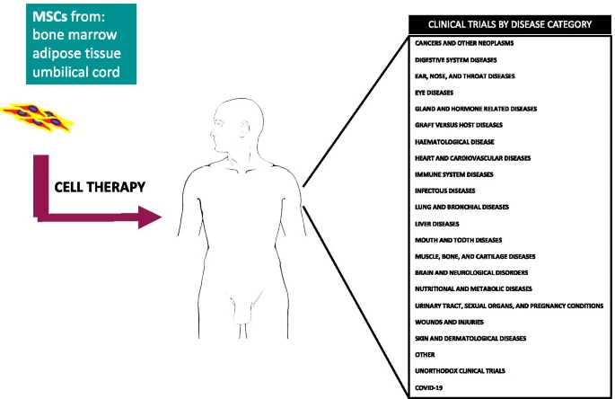 間充質干細胞的臨床試驗呈指數增長：近六年來進展如何？