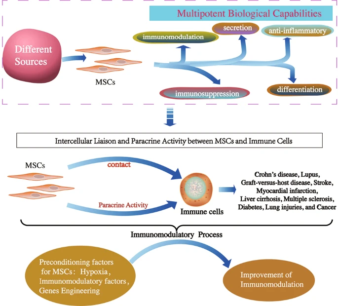 間充質干細胞的免疫調節機制和治療潛力 間充質干細胞的免疫調節機制和治療潛力