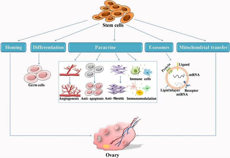 干細胞治療原發性卵巢功能不全的機制