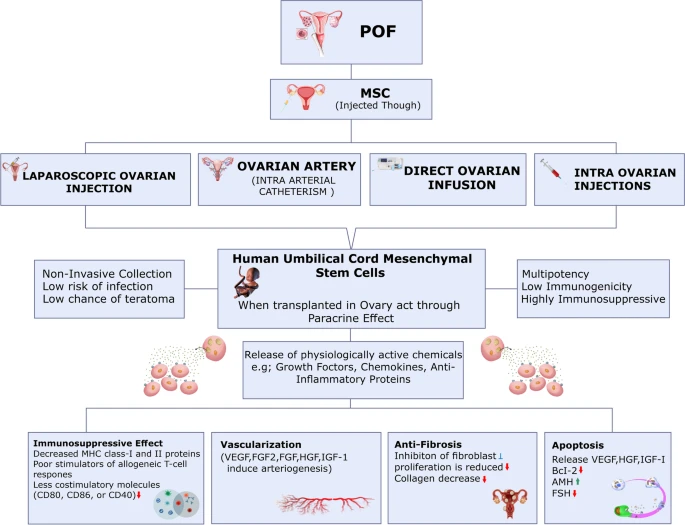 使用干細胞治療卵巢損傷的擬議機制。