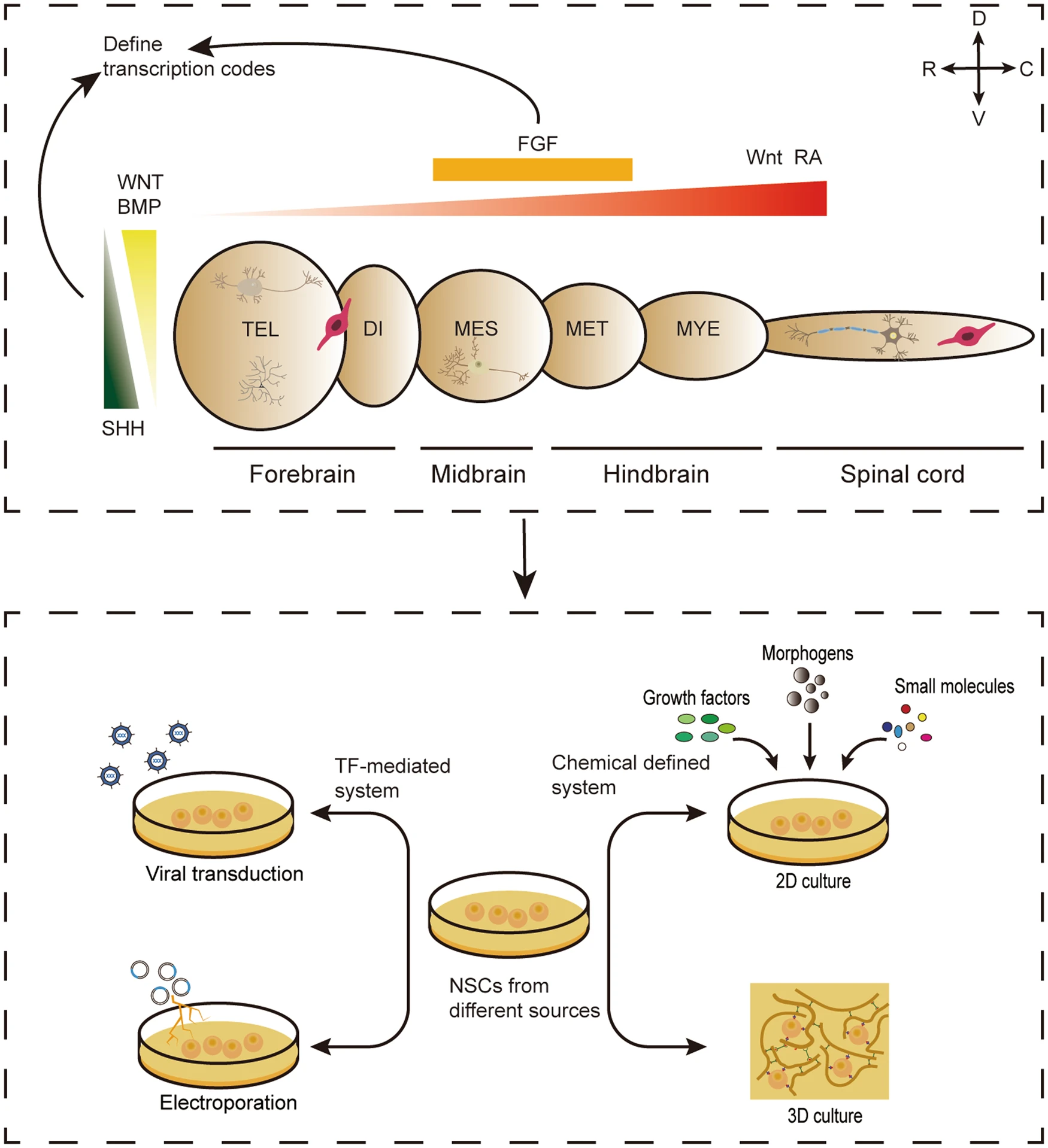 圖3:神經譜系亞型規范的神經發育原理,指導不同來源的NSC在體外定向分化。 圖3:神經譜系亞型規范的神經發育原理,指導不同來源的NSC在體外定向分化。
