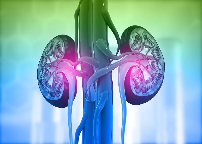 慢性腎病:癥狀-原因-危險(xiǎn)因素 慢性腎病:癥狀-原因-危險(xiǎn)因素