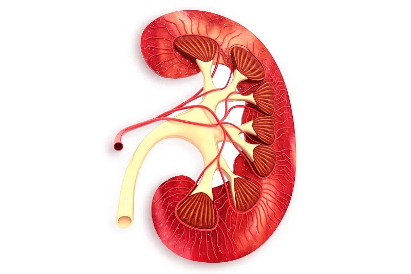 干細(xì)胞用于慢性腎病和急性腎損傷的腎臟再生 干細(xì)胞用于慢性腎病和急性腎損傷的腎臟再生