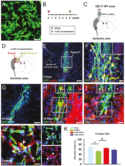 移植的h-iSC分化為成熟神經(jīng)元，可能有助于MCAO后神經(jīng)功能的恢復(fù)