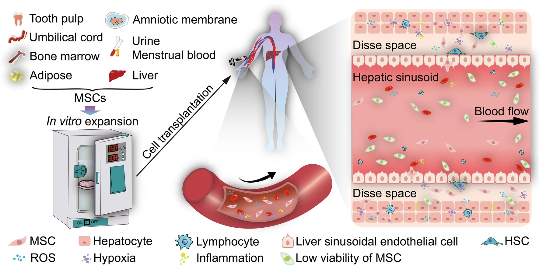 圖1:間充質干細胞移植治療肝病的體外和體內條件存在巨大差異 圖1:間充質干細胞移植治療肝病的體外和體內條件存在巨大差異