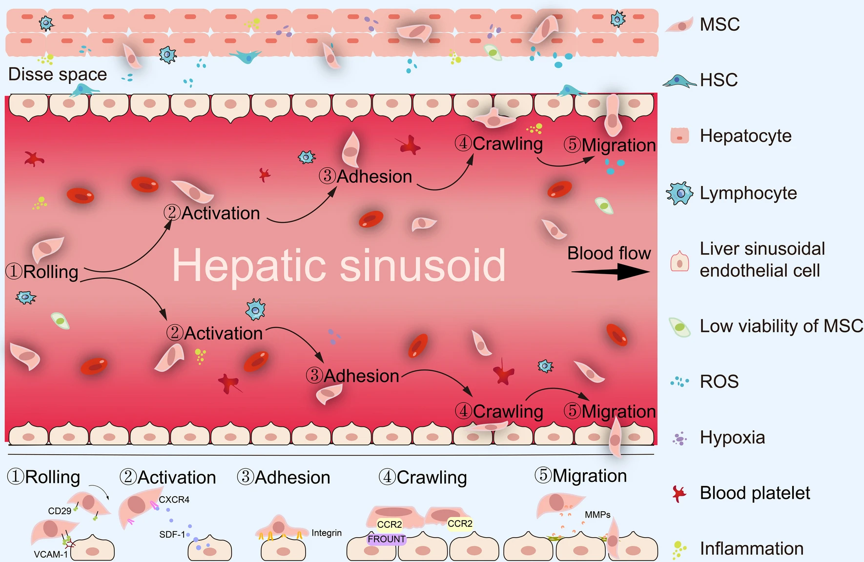 圖2:間充質干細胞治療期間的全身歸巢過程。MSCs的全身給藥必須經歷滾動、激活、粘附、爬行和遷移等多步驟過程。 圖2:間充質干細胞治療期間的全身歸巢過程。MSCs的全身給藥必須經歷滾動、激活、粘附、爬行和遷移等多步驟過程。