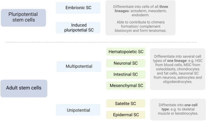 圖2：干細胞根據(jù)分化潛能進行分裂。