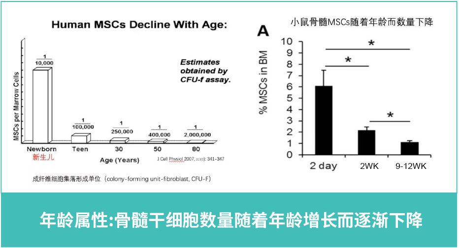 年齡屬性：骨髓干細胞數量隨著年齡增長而逐漸下降