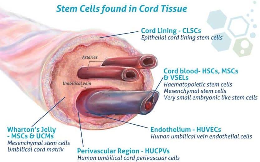 沃頓果凍間充質干細胞 (WJ-MSCs)