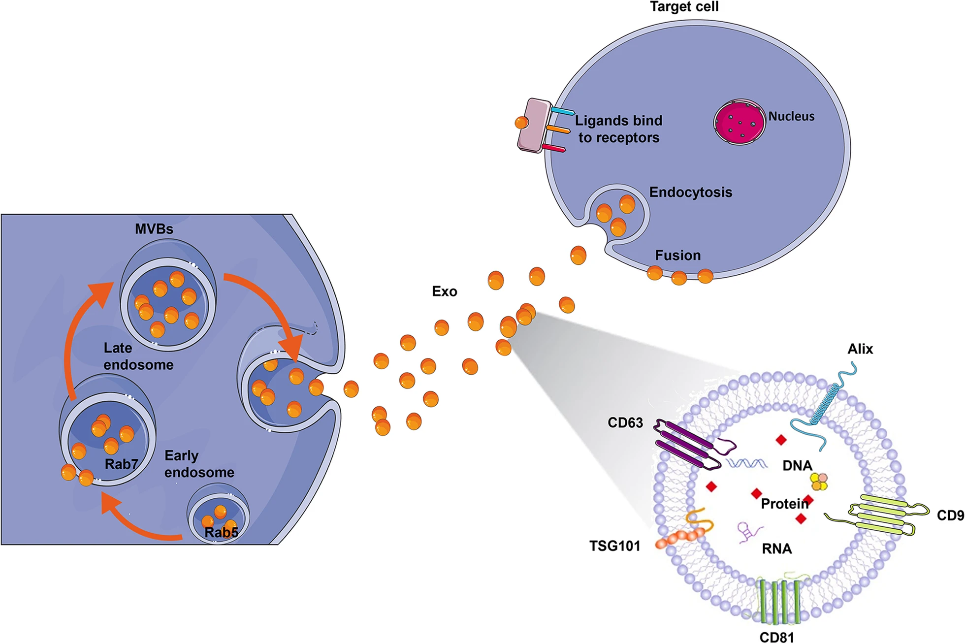 圖2:外泌體生物合成和配體受體結合的示意圖。 圖2:外泌體生物合成和配體受體結合的示意圖。