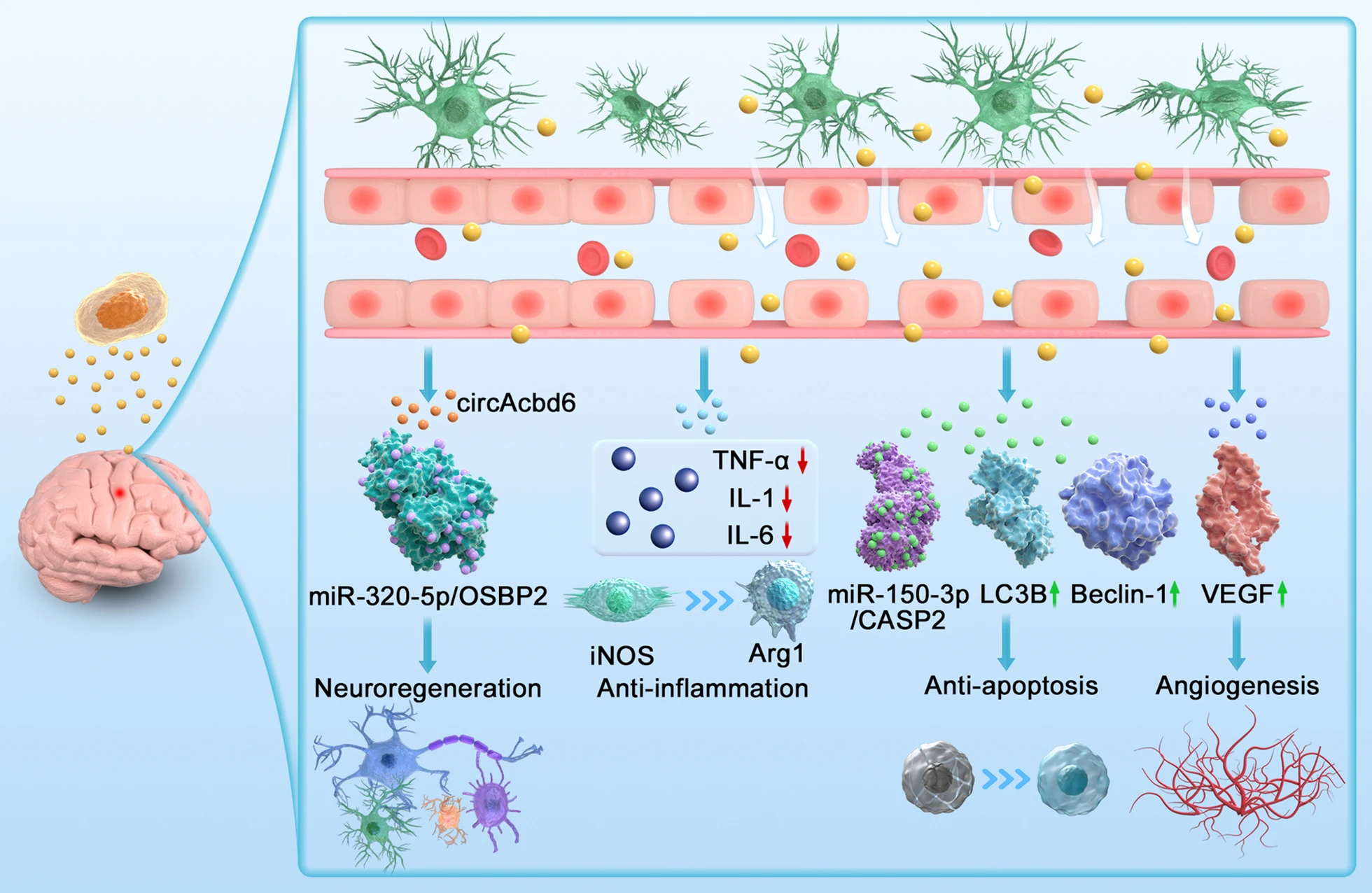 圖3:神經干細胞外泌體治療創傷性腦損傷作用機制示意圖 圖3:神經干細胞外泌體治療創傷性腦損傷作用機制示意圖
