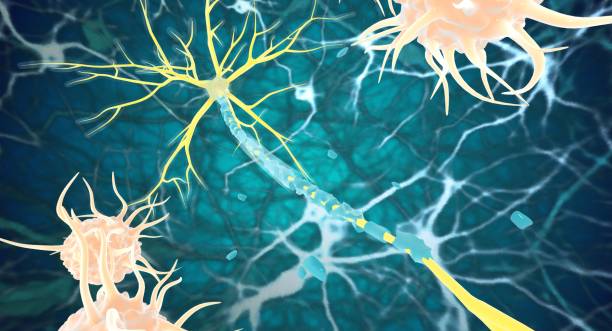 神經干細胞：鑒定、功能、培養和分離