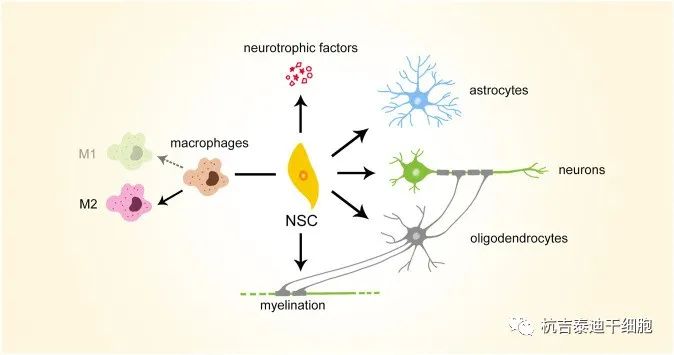 圖2：神經干細胞移植治療潛力的簡要說明。NSC，神經干細胞
