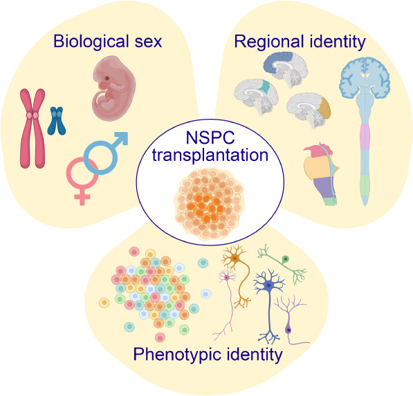 圖1：優化神經干細胞和祖細胞 (NSPC) 移植治療神經系統損傷和疾病時需要考慮的關鍵因素。