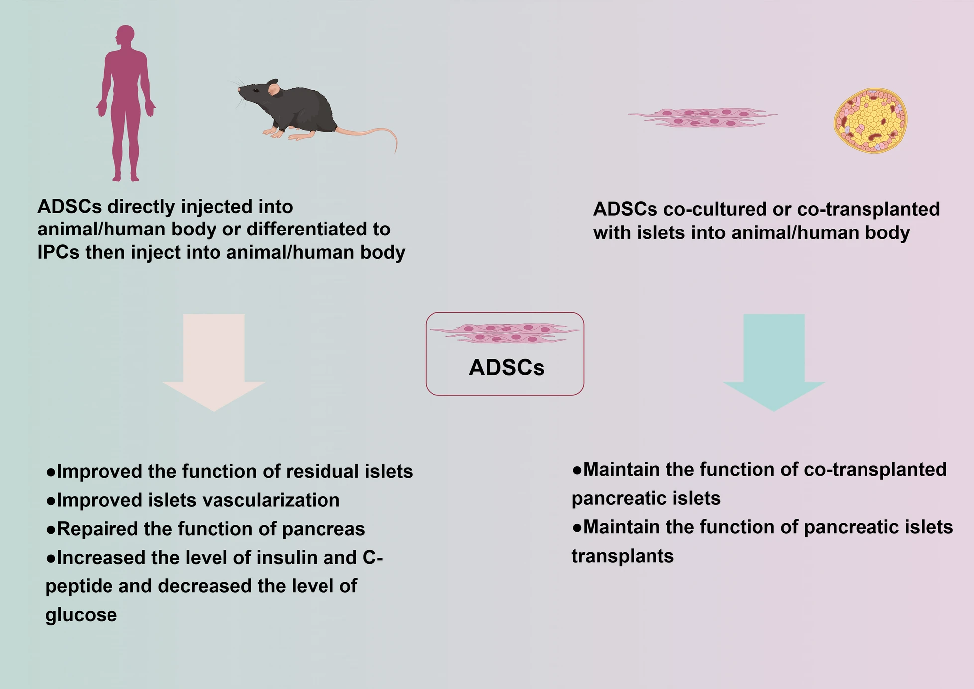 圖1:脂肪間充質干細胞治療2型糖尿病的潛在機制 圖1:脂肪間充質干細胞治療2型糖尿病的潛在機制