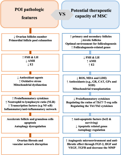 圖2：間充質干細胞治療卵巢早衰的機制與卵巢早衰的病理機制