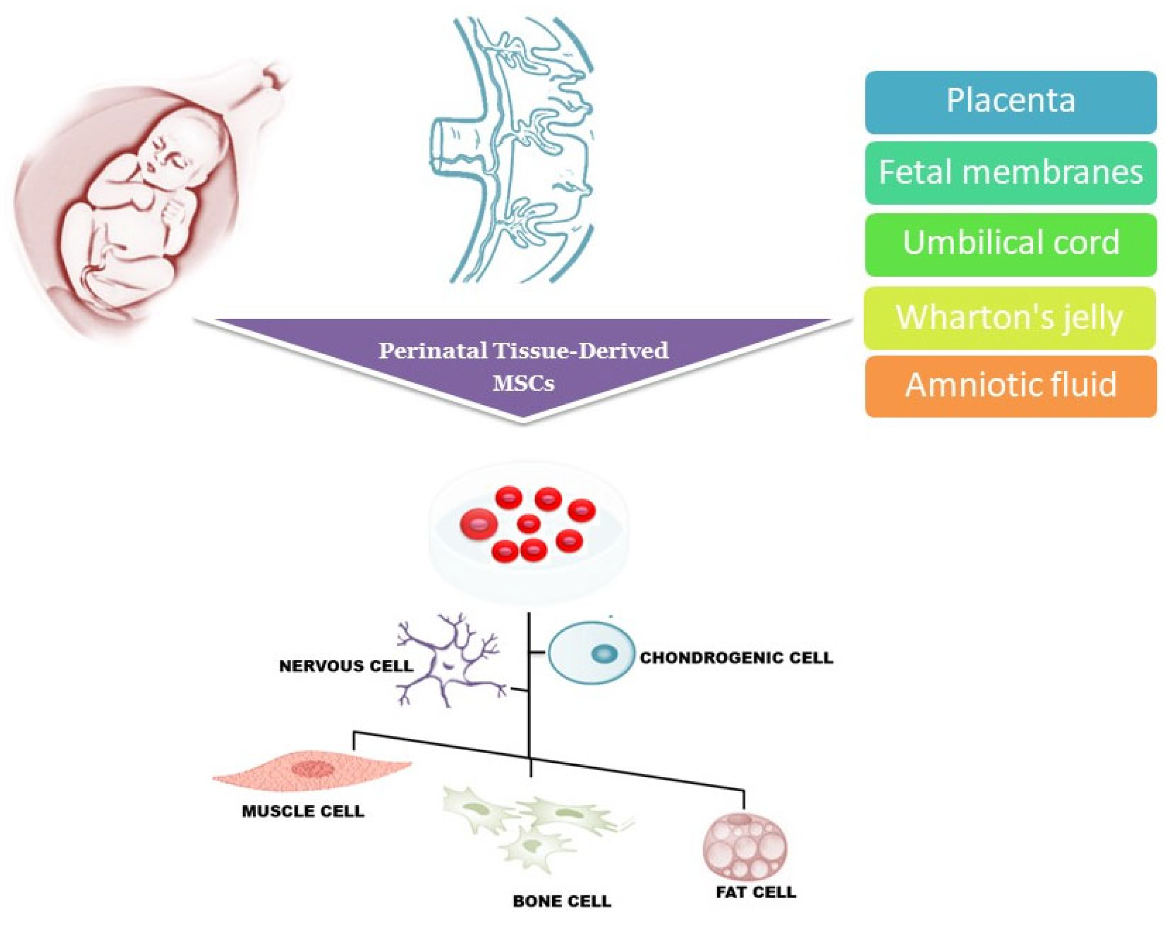 圖1：圍產期組織來源的干細胞可以從胎盤、胎膜、臍帶、沃頓膠和羊水中分離出來，可以分化成多種細胞譜系，包括肌肉細胞、神經細胞、軟骨細胞、骨細胞和脂肪細胞。