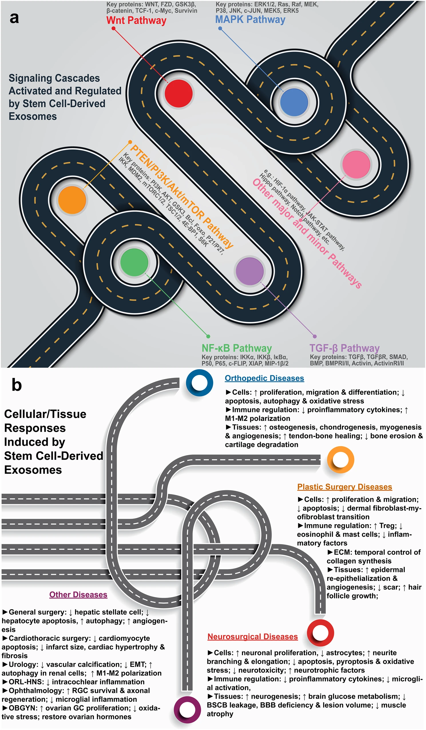 圖1：干細胞源性外泌體療法的機制。a各種信號通路的激活和調節。b疾病特異性細胞和組織反應。