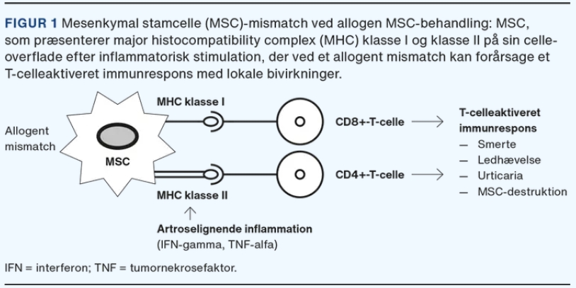 MHC錯配可能會在同種異體治療期間引起免疫反應，這已在從第一次治療到第二次治療的重復治療中得到證實