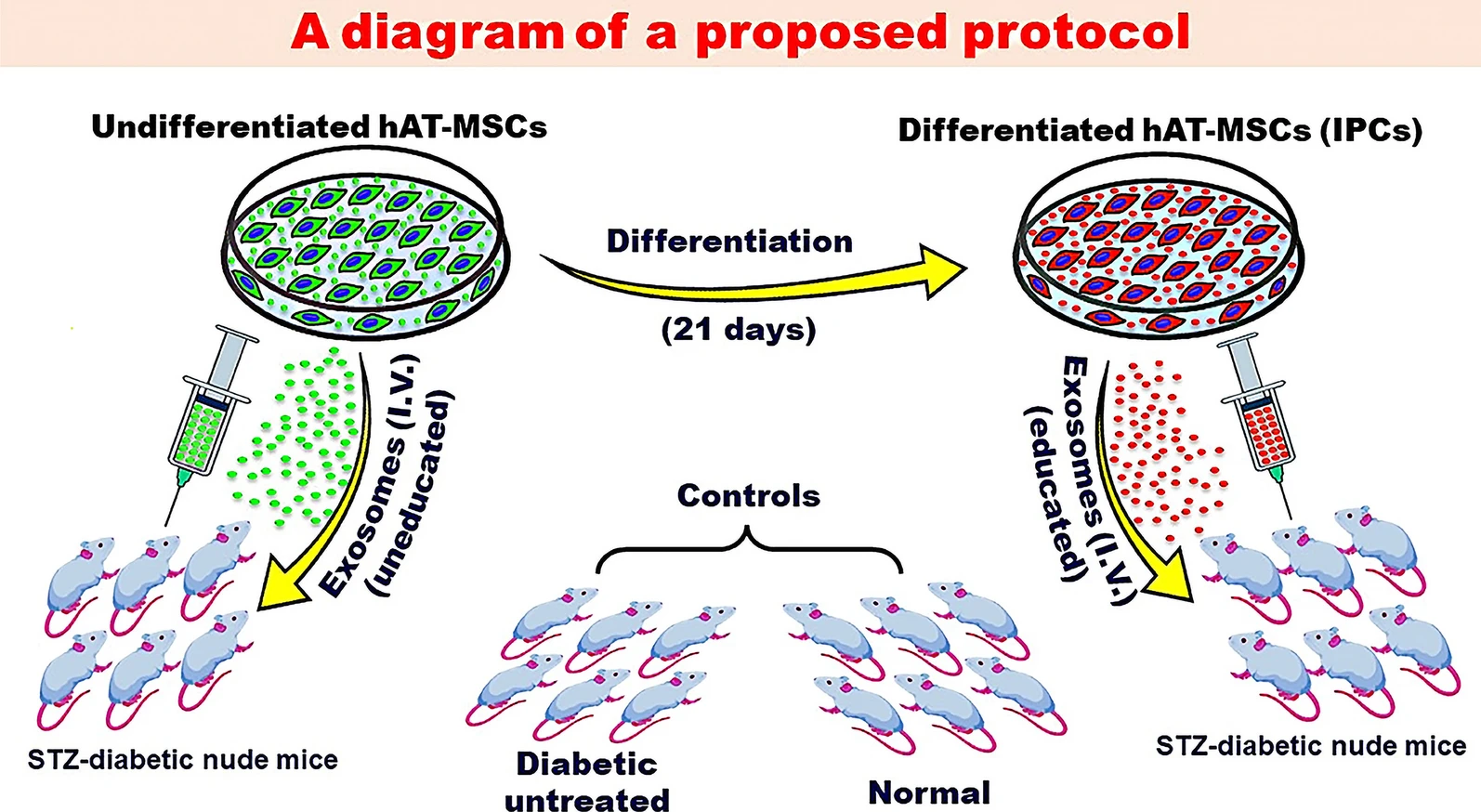 圖2：探索MSC衍生的外泌體潛在益處的建議方案。