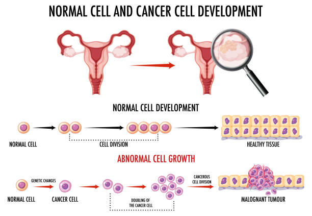 正常細胞和癌細胞的發展 正常細胞和癌細胞的發展