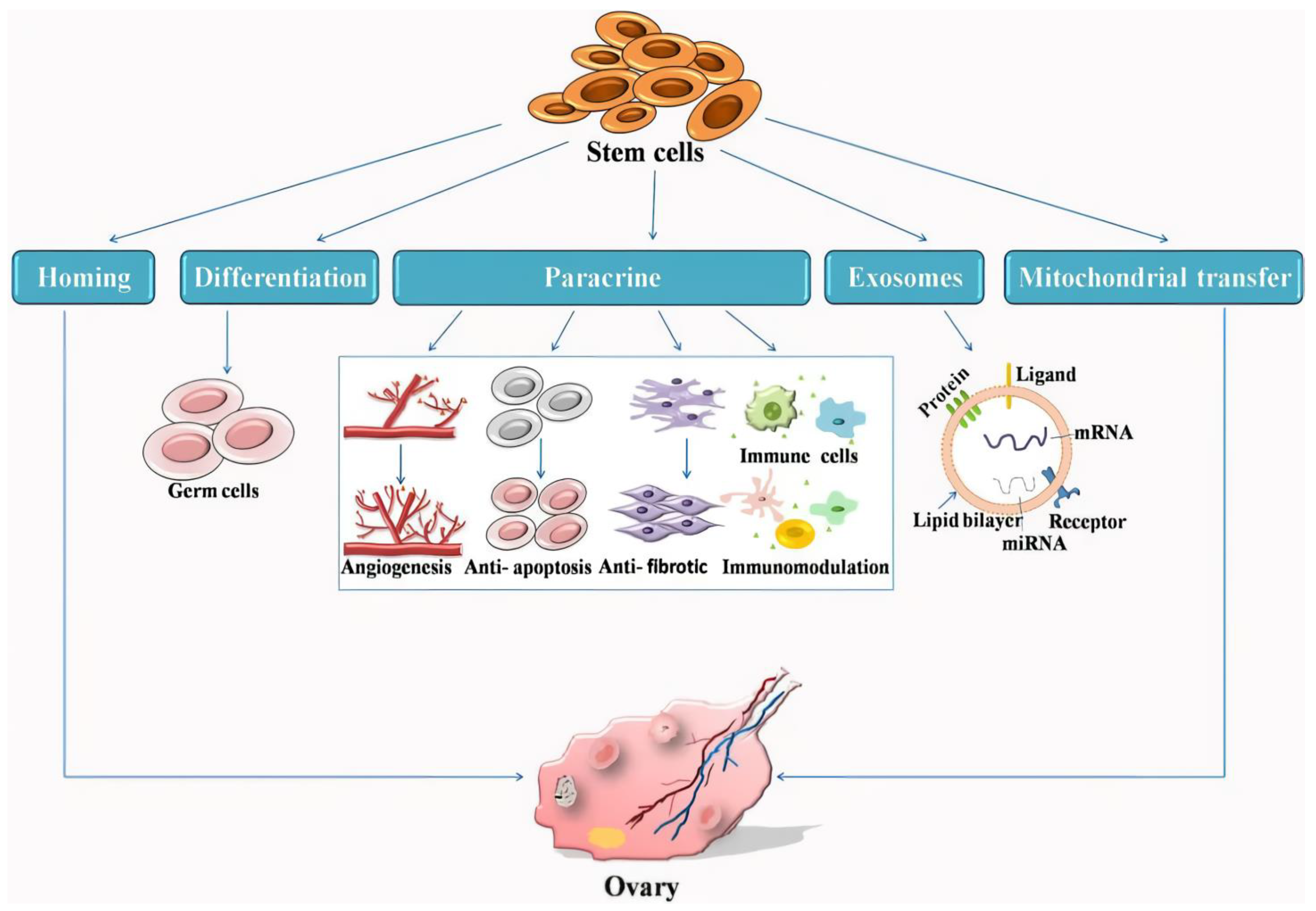 圖1:干細胞治療卵巢早衰的機制示意圖。 圖1:干細胞治療卵巢早衰的機制示意圖。