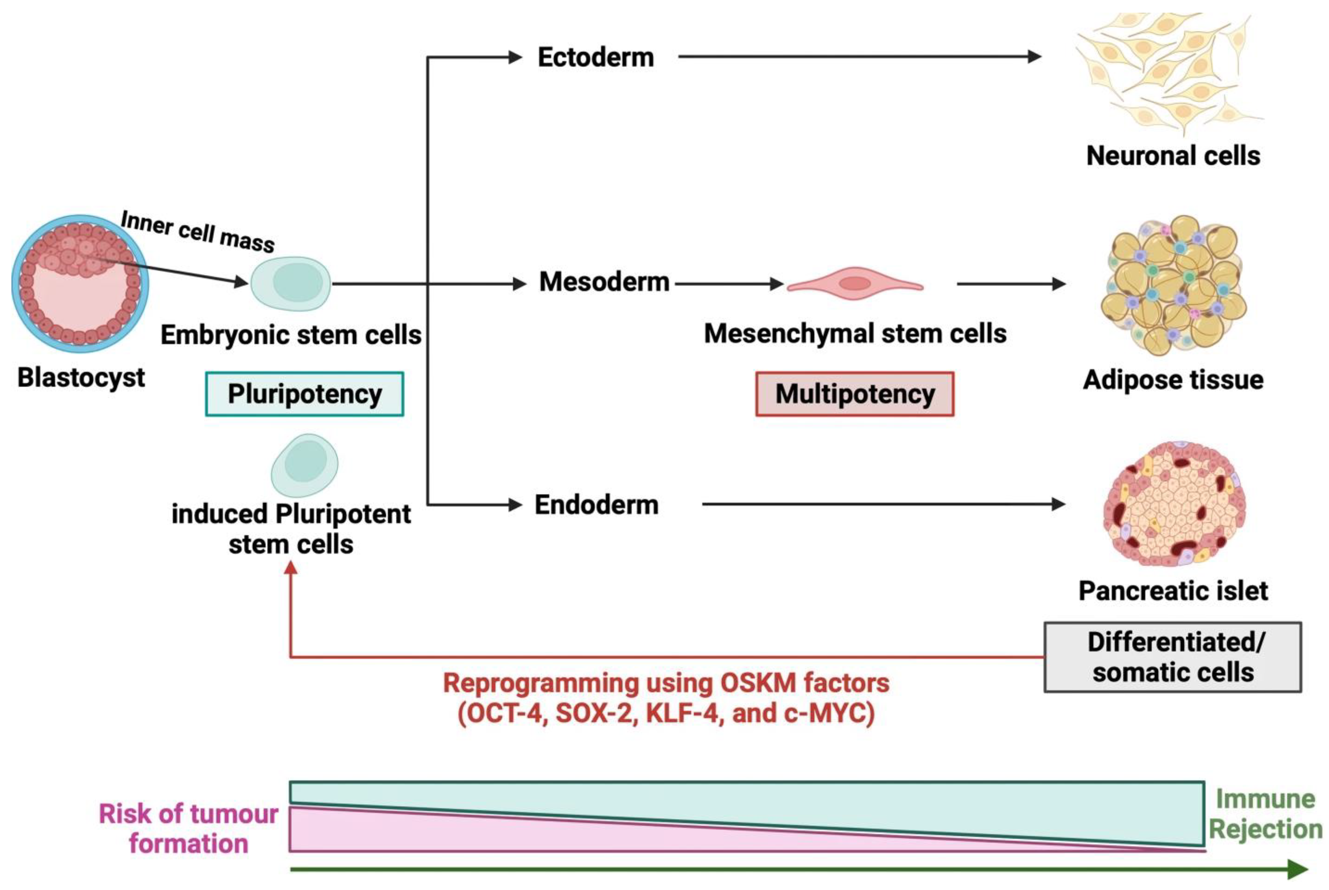 圖2:干細胞的各種來源 圖2:干細胞的各種來源
