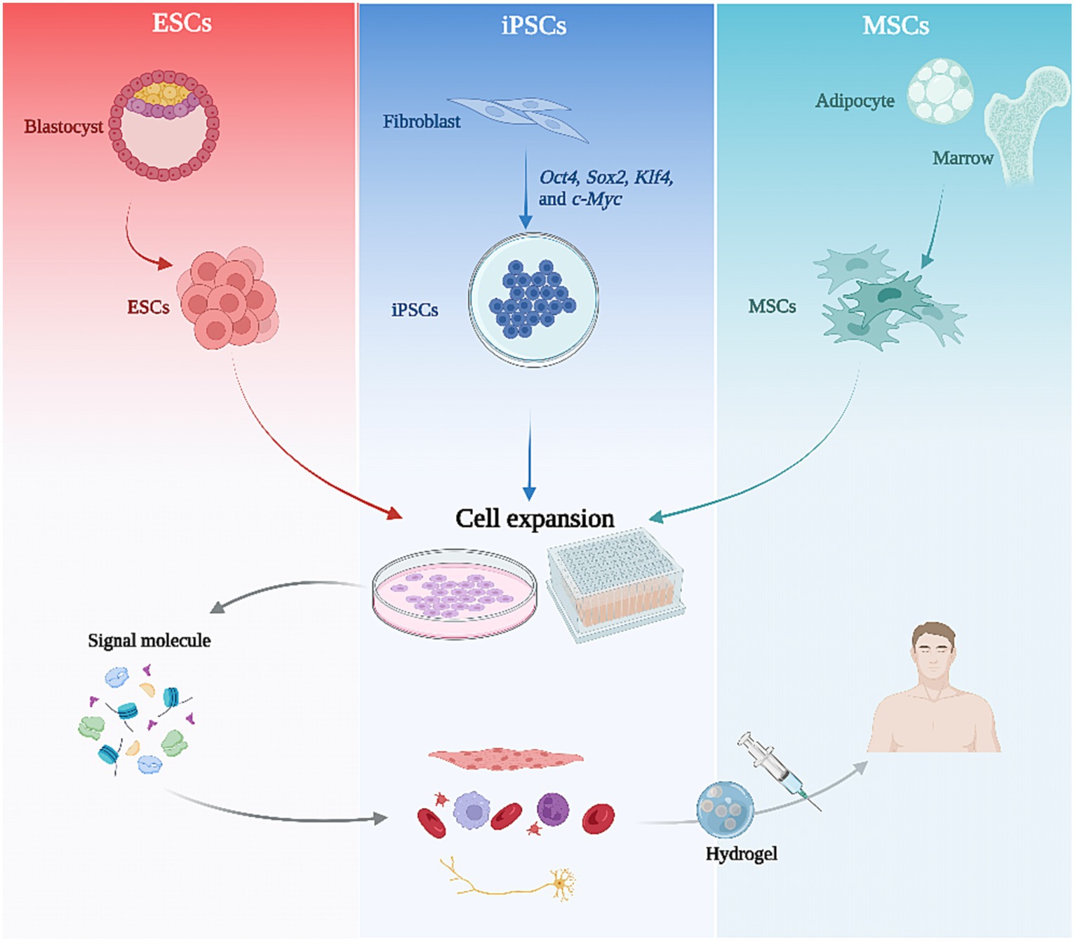 圖2：干細胞治療的流程圖