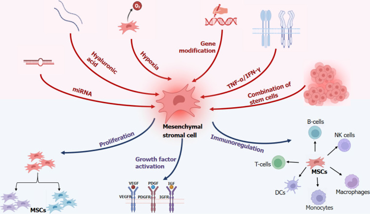 圖1:多重治療促進間充質干細胞功能。 圖1:多重治療促進間充質干細胞功能。