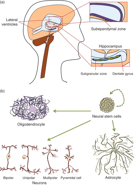 圖1：神經(jīng)干細胞的來源和分化能力。