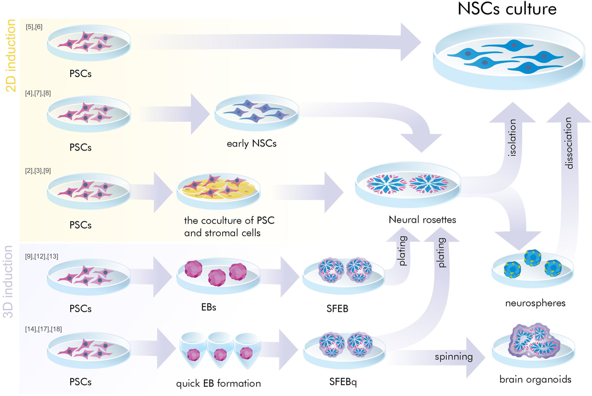 神經(jīng)干細(xì)胞是胚胎干細(xì)胞嗎? 神經(jīng)干細(xì)胞是胚胎干細(xì)胞嗎?